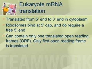 Eukaryote mRNA
translation
 Translated from 5’ end to 3’ end in cytoplasm
 Ribosomes bind at 5’ cap, and do require a
free 5’ end
 Can contain only one translated open reading
frames (ORF). Only first open reading frame
is translated
 