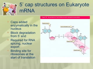 5’ cap structures on Eukaryote
mRNA
 Caps added
enzymatically in the
nucleus
 Block degradation
from 5’ end
 Required for RNA
spicing, nuclear
export
 Binding site for
ribosomes at the
start of translation
 