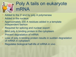 Poly A tails on eukaryote
mRNA
 Added to the 3’ end by poly A polymerase
 Added in the nucleus
 Approximately 200 A residues added in a template
independent fashion
 Required for splicing and nuclear export
 Bind poly A binding protein in the cytoplasm
 Prevent degradation of mRNA
 Loss of poly A binding protein results in sudden degradation
of mRNA in cytoplasm
 Regulates biological half-life of mRNA in vivo
 