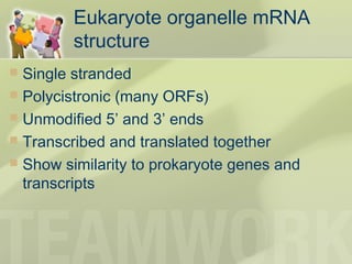 Eukaryote organelle mRNA
structure
 Single stranded
 Polycistronic (many ORFs)
 Unmodified 5’ and 3’ ends
 Transcribed and translated together
 Show similarity to prokaryote genes and
transcripts
 