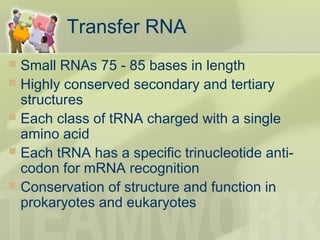 Transfer RNA
 Small RNAs 75 - 85 bases in length
 Highly conserved secondary and tertiary
structures
 Each class of tRNA charged with a single
amino acid
 Each tRNA has a specific trinucleotide anti-
codon for mRNA recognition
 Conservation of structure and function in
prokaryotes and eukaryotes
 