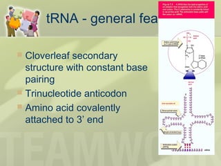 tRNA - general features
 Cloverleaf secondary
structure with constant base
pairing
 Trinucleotide anticodon
 Amino acid covalently
attached to 3’ end
 