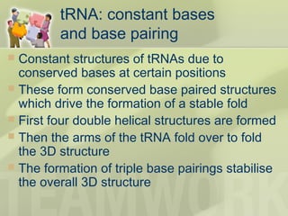 tRNA: constant bases
and base pairing
 Constant structures of tRNAs due to
conserved bases at certain positions
 These form conserved base paired structures
which drive the formation of a stable fold
 First four double helical structures are formed
 Then the arms of the tRNA fold over to fold
the 3D structure
 The formation of triple base pairings stabilise
the overall 3D structure
 