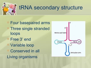 tRNA secondary structure
 Four basepaired arms
 Three single stranded
loops
 Free 3’ end
 Variable loop
 Conserved in all
Living organisms
 