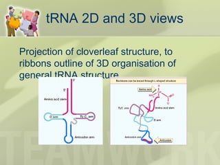 tRNA 2D and 3D views
Projection of cloverleaf structure, to
ribbons outline of 3D organisation of
general tRNA structure
 