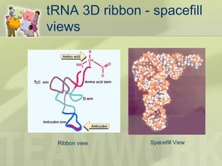 tRNA 3D ribbon - spacefill
views
Ribbon view Spacefill View
 