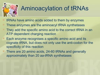 Aminoacylation of tRNAs
 tRNAs have amino acids added to them by enzymes
 These enzymes are the aminoacyl tRNA synthetases
 They add the specific amino acid to the correct tRNA in an
ATP dependent charging reaction
 Each enzyme recognises a specific amino acid and its
cognate tRNA, but does not only use the anti-codon for the
specificity of this reaction
 There are 20 amino acids, 24-60 tRNAs and generally
approximately than 20 aa-tRNA synthetases
 