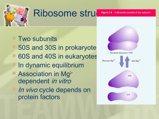 Ribosome structure
 Two subunits
 50S and 30S in prokaryotes
 60S and 40S in eukaryotes
 In dynamic equilibrium
 Association in Mg2+
dependent in vitro
 In vivo cycle depends on
protein factors
 