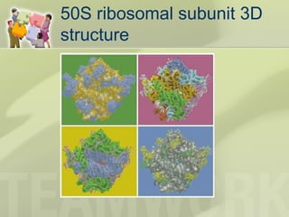 50S ribosomal subunit 3D
structure
 