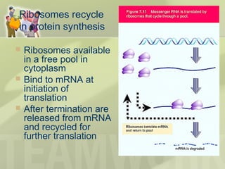 Ribosomes recycle
in protein synthesis
 Ribosomes available
in a free pool in
cytoplasm
 Bind to mRNA at
initiation of
translation
 After termination are
released from mRNA
and recycled for
further translation
 