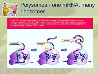 Polysomes - one mRNA, many
ribosomes
 