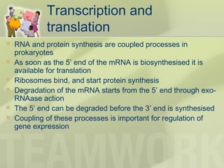 Transcription and
translation
 RNA and protein synthesis are coupled processes in
prokaryotes
 As soon as the 5’ end of the mRNA is biosynthesised it is
available for translation
 Ribosomes bind, and start protein synthesis
 Degradation of the mRNA starts from the 5’ end through exo-
RNAase action
 The 5’ end can be degraded before the 3’ end is synthesised
 Coupling of these processes is important for regulation of
gene expression
 