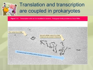 Translation and transcription
are coupled in prokaryotes
 