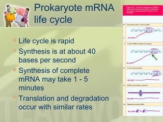 Prokaryote mRNA
life cycle
 Life cycle is rapid
 Synthesis is at about 40
bases per second
 Synthesis of complete
mRNA may take 1 - 5
minutes
 Translation and degradation
occur with similar rates
 
