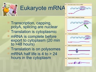 Eukaryote mRNA lifecycle
 Transcription, capping,
polyA, splicing are nuclear
 Translation is cytoplasmic
 mRNA is complete before
export to cytoplasm (20 min
to >48 hours)
 Translation is on polysomes
 mRNA half life is 4 to > 24
hours in the cytoplasm
 