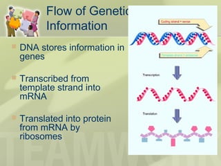 Flow of Genetic
Information
 DNA stores information in
genes
 Transcribed from
template strand into
mRNA
 Translated into protein
from mRNA by
ribosomes
 