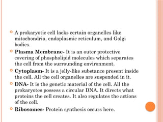  A prokaryotic cell lacks certain organelles like
mitochondria, endoplasmic reticulum, and Golgi
bodies.
 Plasma Membrane- It is an outer protective
covering of phospholipid molecules which separates
the cell from the surrounding environment.
 Cytoplasm- It is a jelly-like substance present inside
the cell. All the cell organelles are suspended in it.
 DNA- It is the genetic material of the cell. All the
prokaryotes possess a circular DNA. It directs what
proteins the cell creates. It also regulates the actions
of the cell.
 Ribosomes- Protein synthesis occurs here.
 