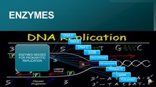 ENZYMES
4
ENZYMES NEEDED
FOR PROKARYITIC
REPLICATION
DNA A
DNA B
DNA C
SSB
DNA G (PRINASE)
DNA polymerase III
RNAace H
Ligase
TUS protein
 