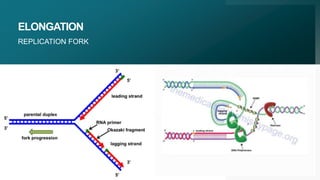 ELONGATION
REPLICATION FORK
7