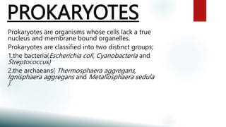 PROKARYOTES
Prokaryotes are organisms whose cells lack a true
nucleus and membrane bound organelles.
Prokaryotes are classified into two distinct groups;
1.the bacteria(Escherichia coli, Cyanobacteria and
Streptococcus)
2.the archaeans( Thermosphaera aggregans,
Ignisphaera aggregans and Metallosphaera sedula
).
 