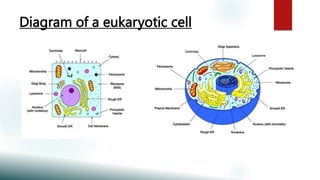 Diagram of a eukaryotic cell
 
