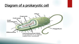 Prokaryotic and eukaryotic cell.pptx