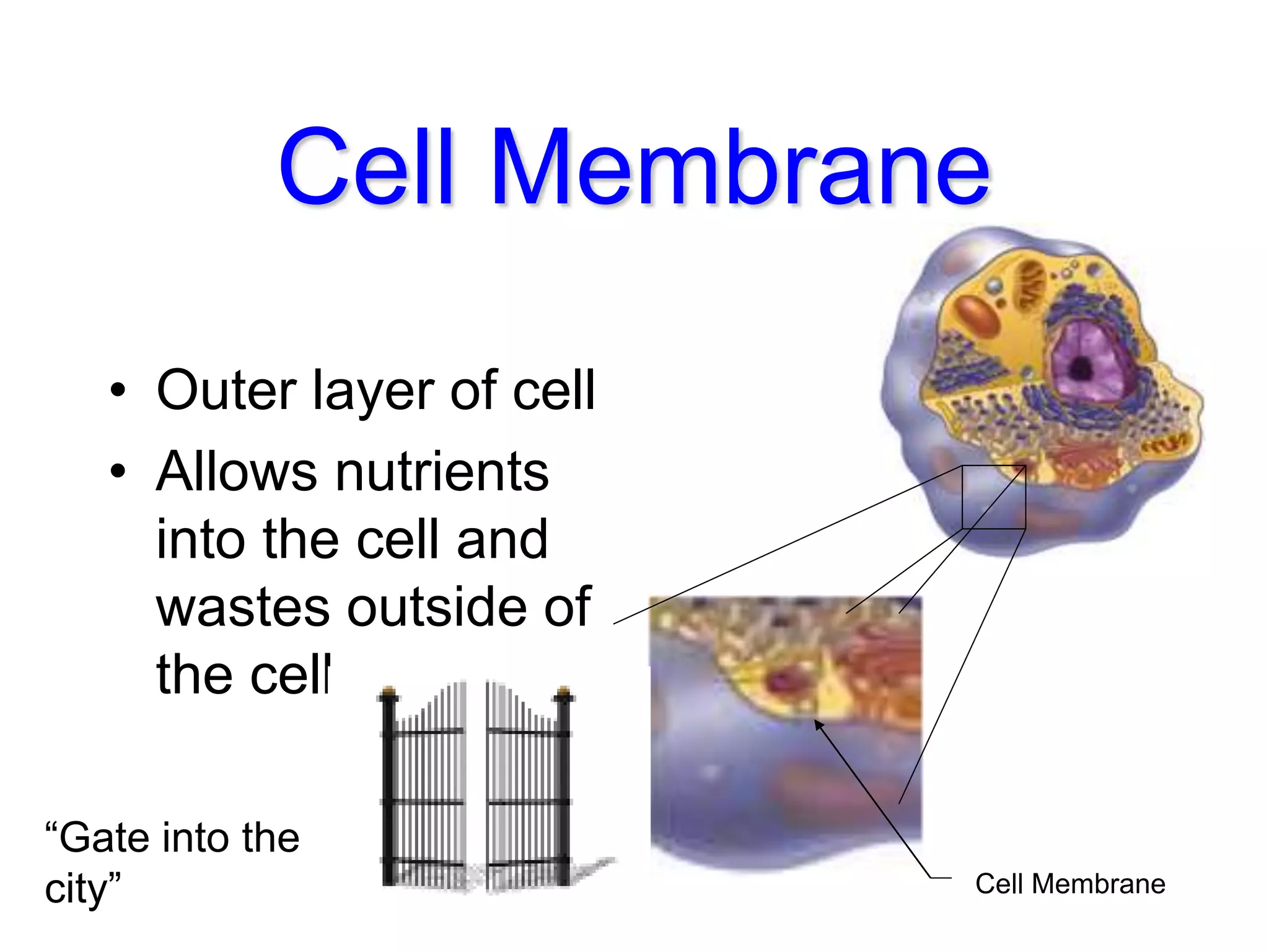 Cell Membrane
• Outer layer of cell
• Allows nutrients
into the cell and
wastes outside of
the cell
Cell Membrane
“Gate into the
city”
 