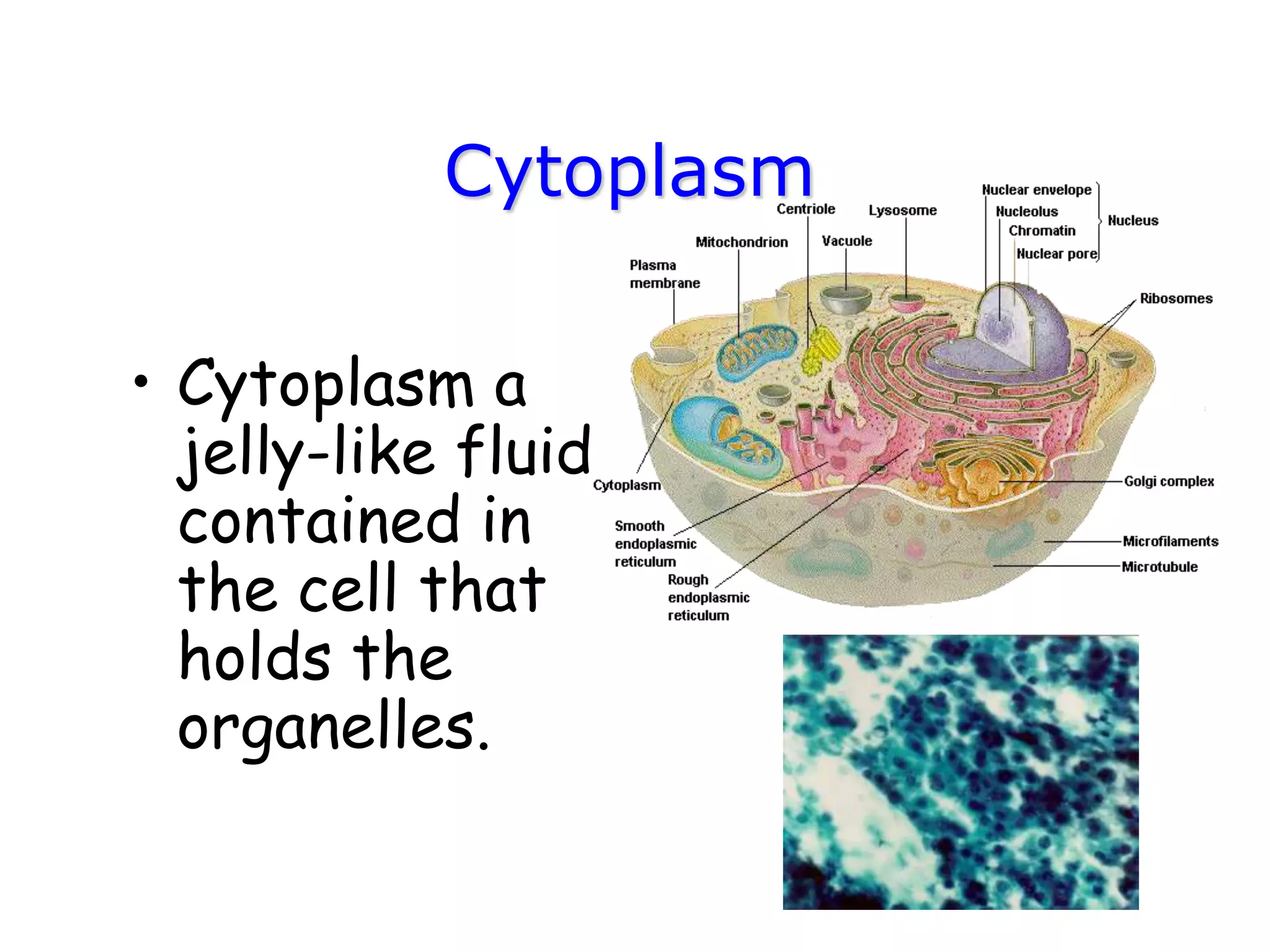 Cytoplasm
• Cytoplasm a
jelly-like fluid
contained in
the cell that
holds the
organelles.
 