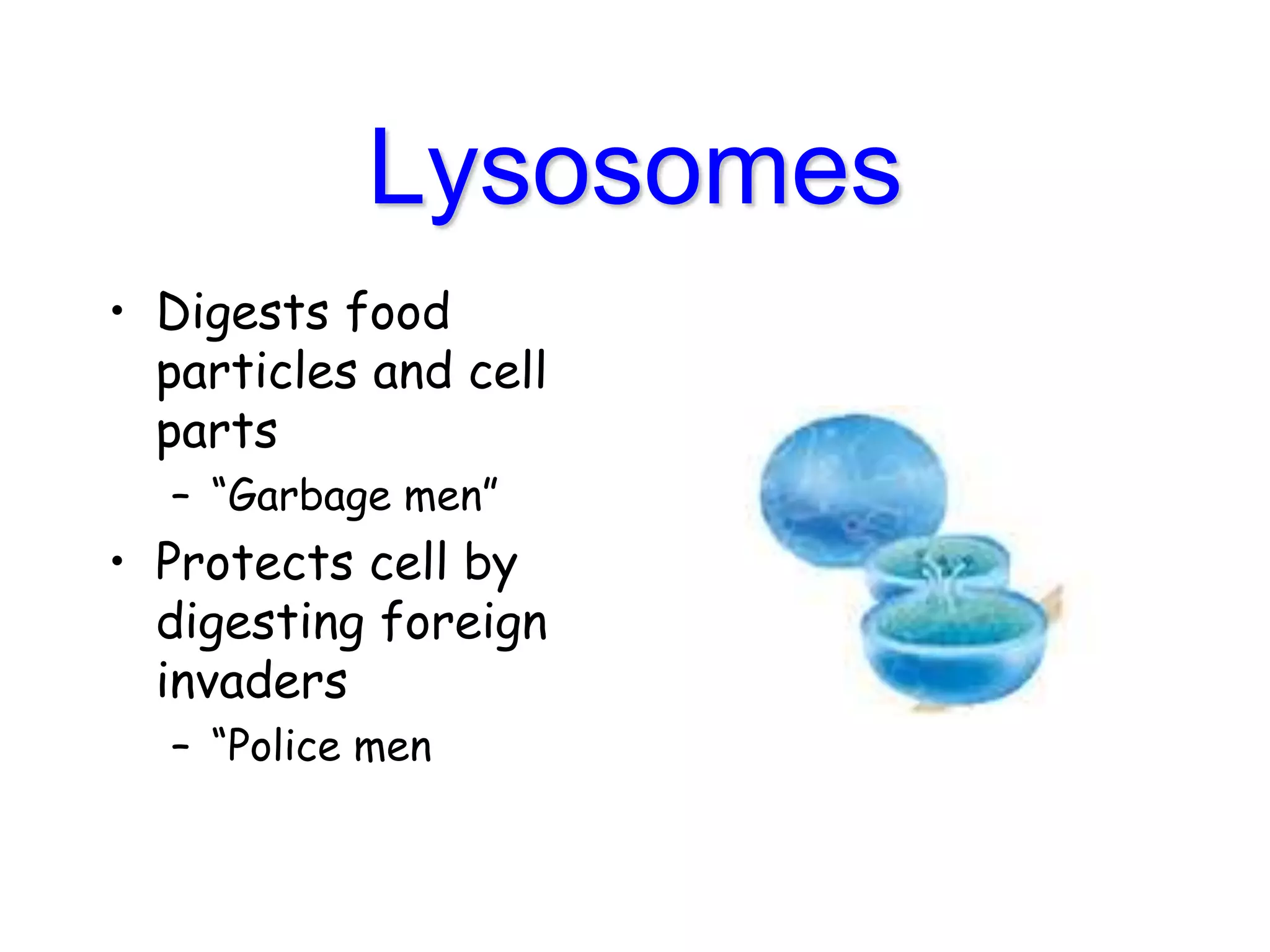 Lysosomes
• Digests food
particles and cell
parts
– “Garbage men”
• Protects cell by
digesting foreign
invaders
– “Police men
 