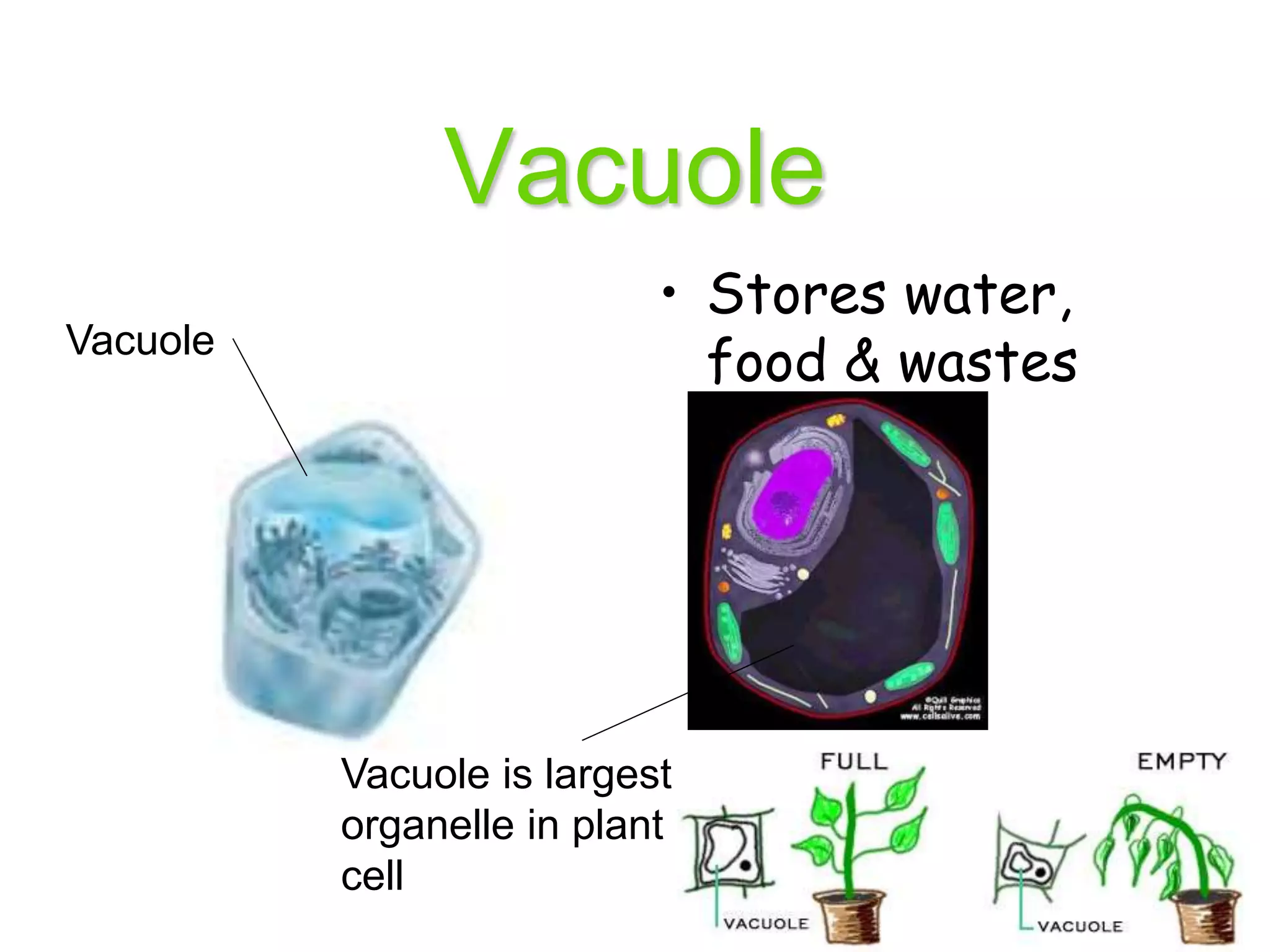 Vacuole
• Stores water,
food & wastes
Vacuole
Vacuole is largest
organelle in plant
cell
 