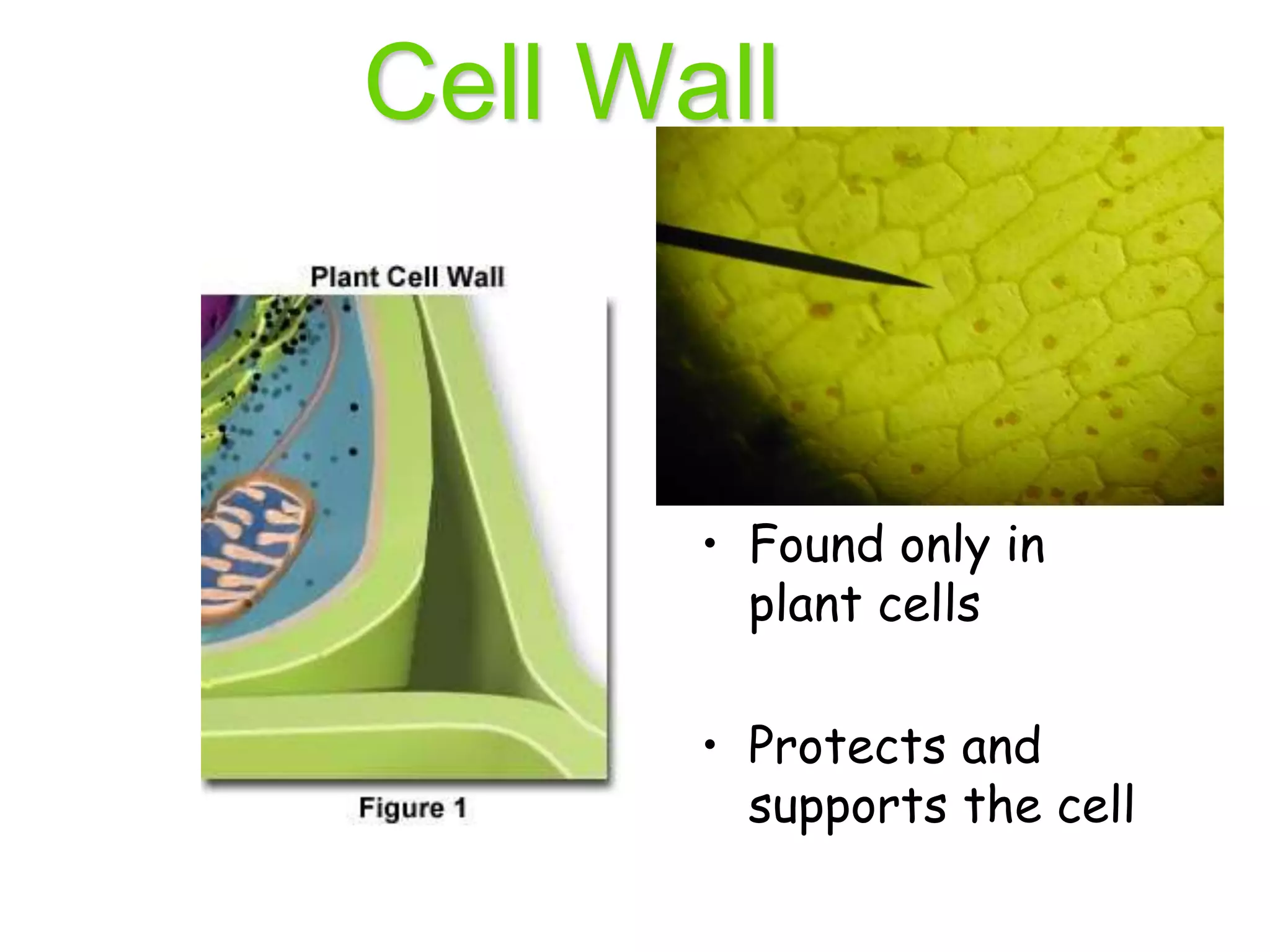 Cell Wall
• Found only in
plant cells
• Protects and
supports the cell
 