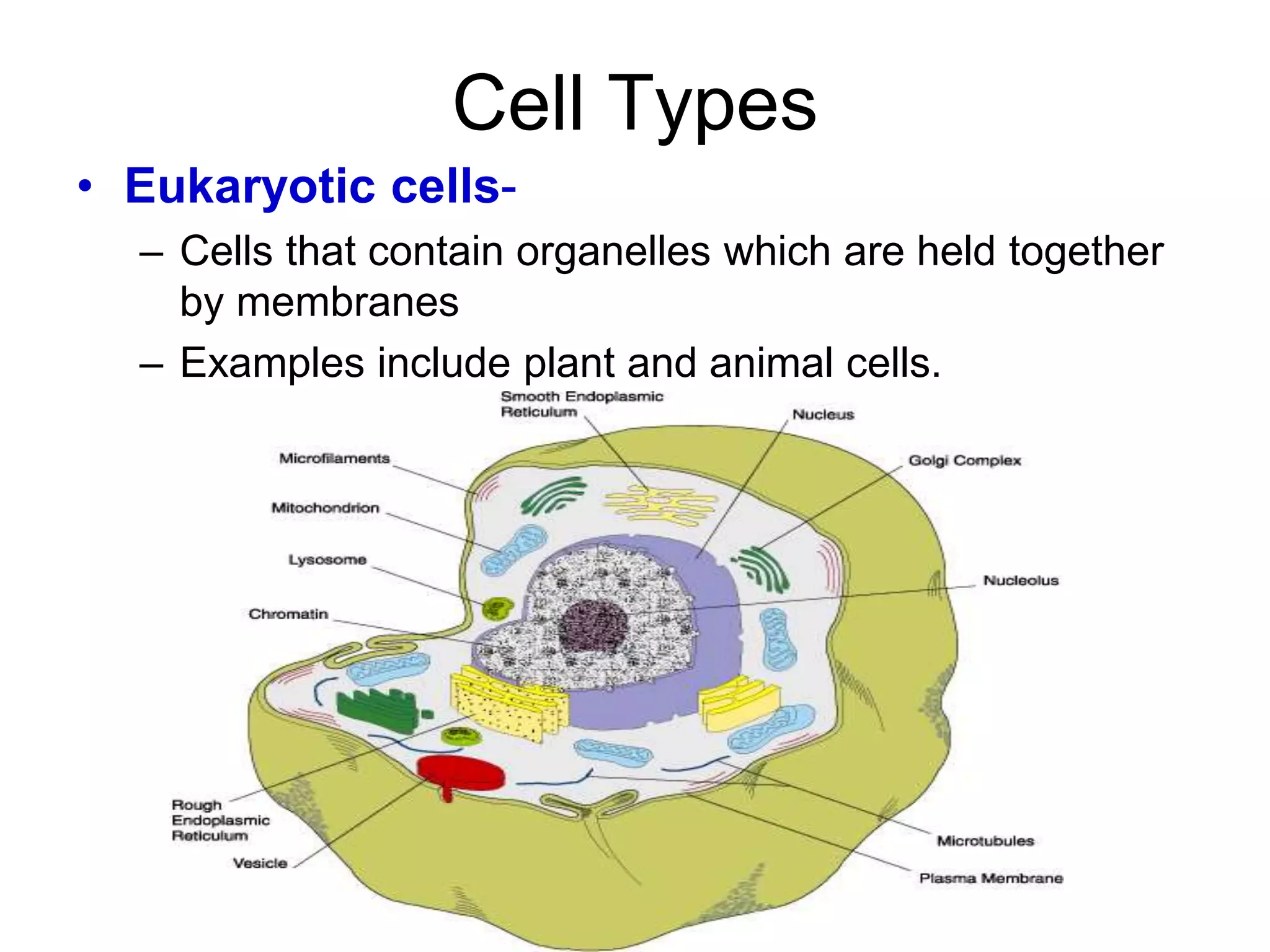 Cell Types
• Eukaryotic cells-
– Cells that contain organelles which are held together
by membranes
– Examples include plant and animal cells.
 