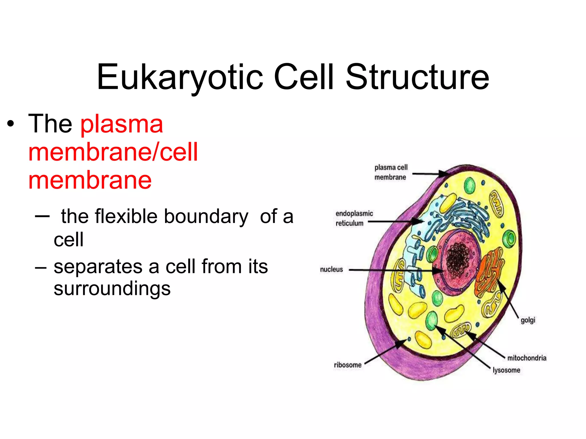 Eukaryotic Cell Structure
• The plasma
membrane/cell
membrane
– the flexible boundary of a
cell
– separates a cell from its
surroundings
 