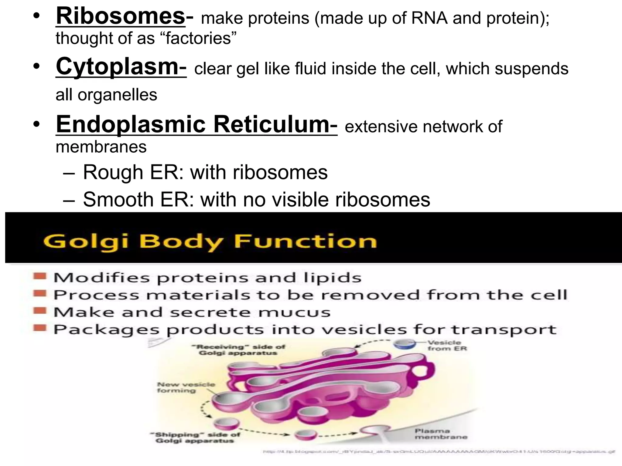 • Ribosomes- make proteins (made up of RNA and protein);
thought of as “factories”
• Cytoplasm- clear gel like fluid inside the cell, which suspends
all organelles
• Endoplasmic Reticulum- extensive network of
membranes
– Rough ER: with ribosomes
– Smooth ER: with no visible ribosomes
 