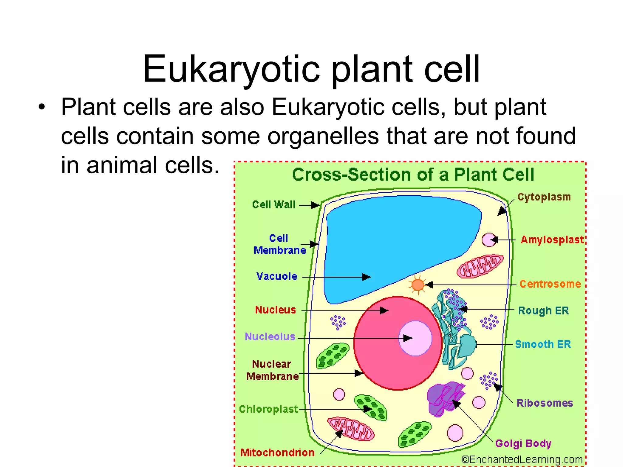 Eukaryotic plant cell
• Plant cells are also Eukaryotic cells, but plant
cells contain some organelles that are not found
in animal cells.
 