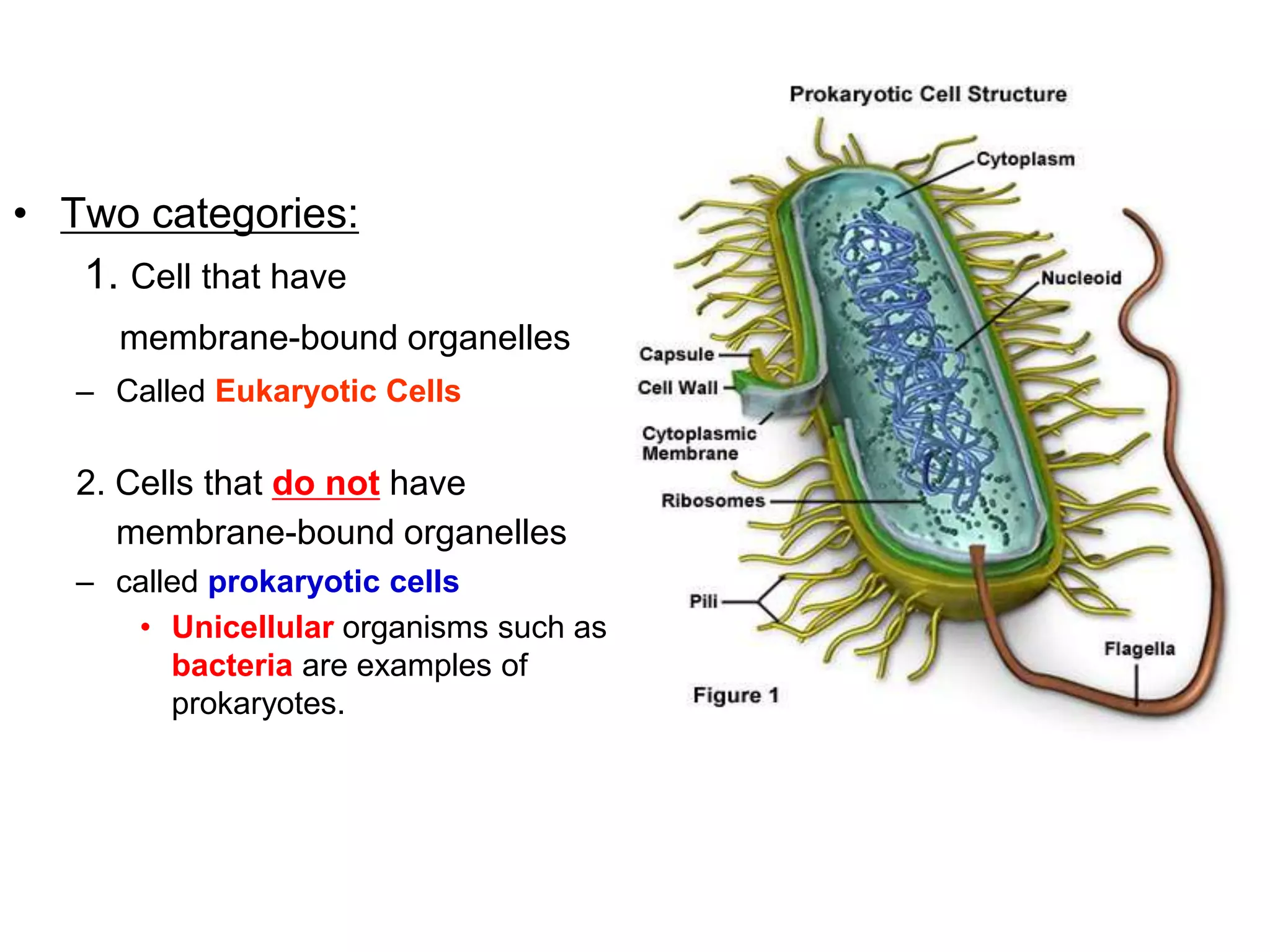 • Two categories:
1. Cell that have
membrane-bound organelles
– Called Eukaryotic Cells
2. Cells that do not have
membrane-bound organelles
– called prokaryotic cells
• Unicellular organisms such as
bacteria are examples of
prokaryotes.
 