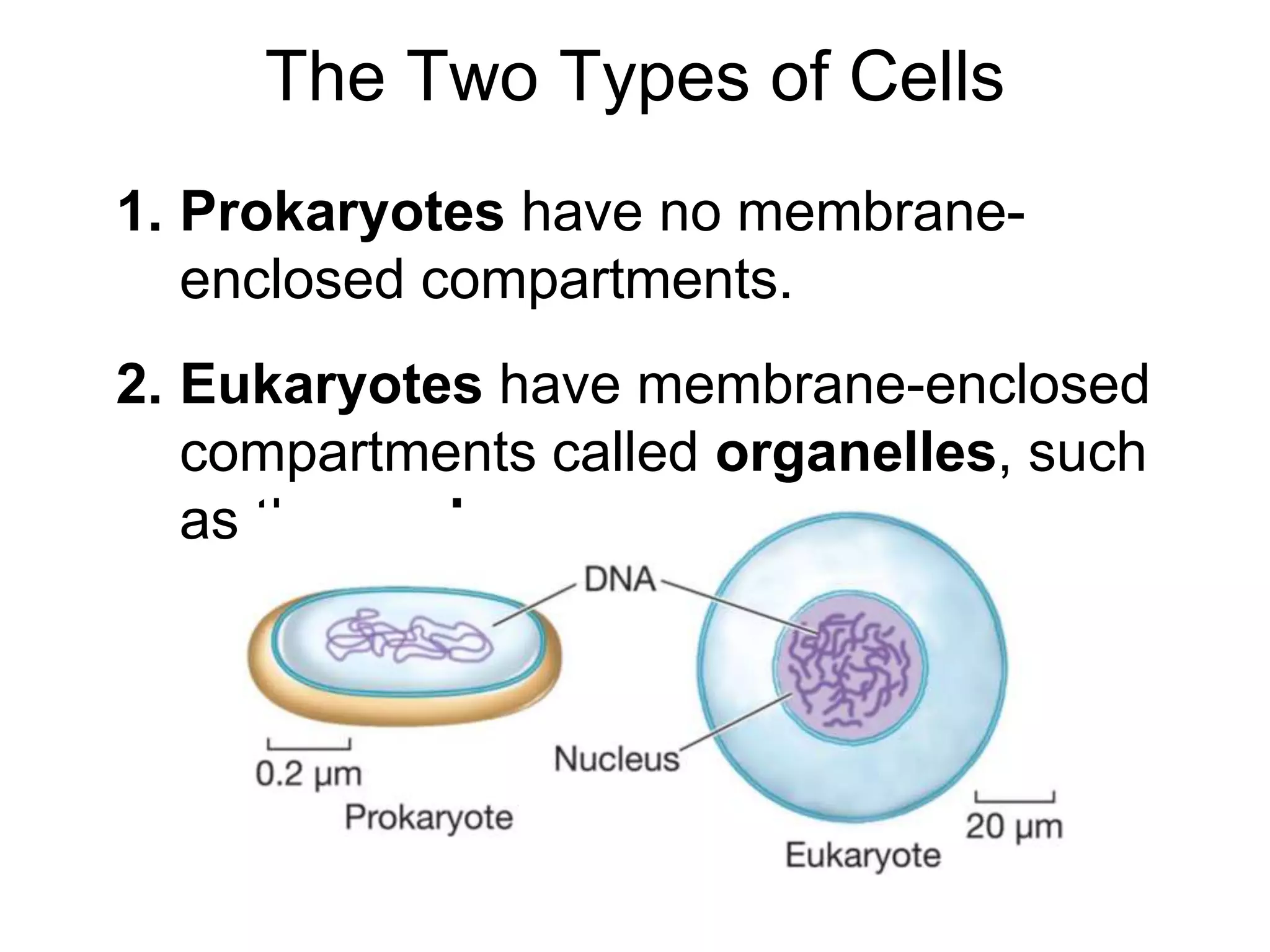 The Two Types of Cells
1. Prokaryotes have no membrane-
enclosed compartments.
2. Eukaryotes have membrane-enclosed
compartments called organelles, such
as the nucleus.
 