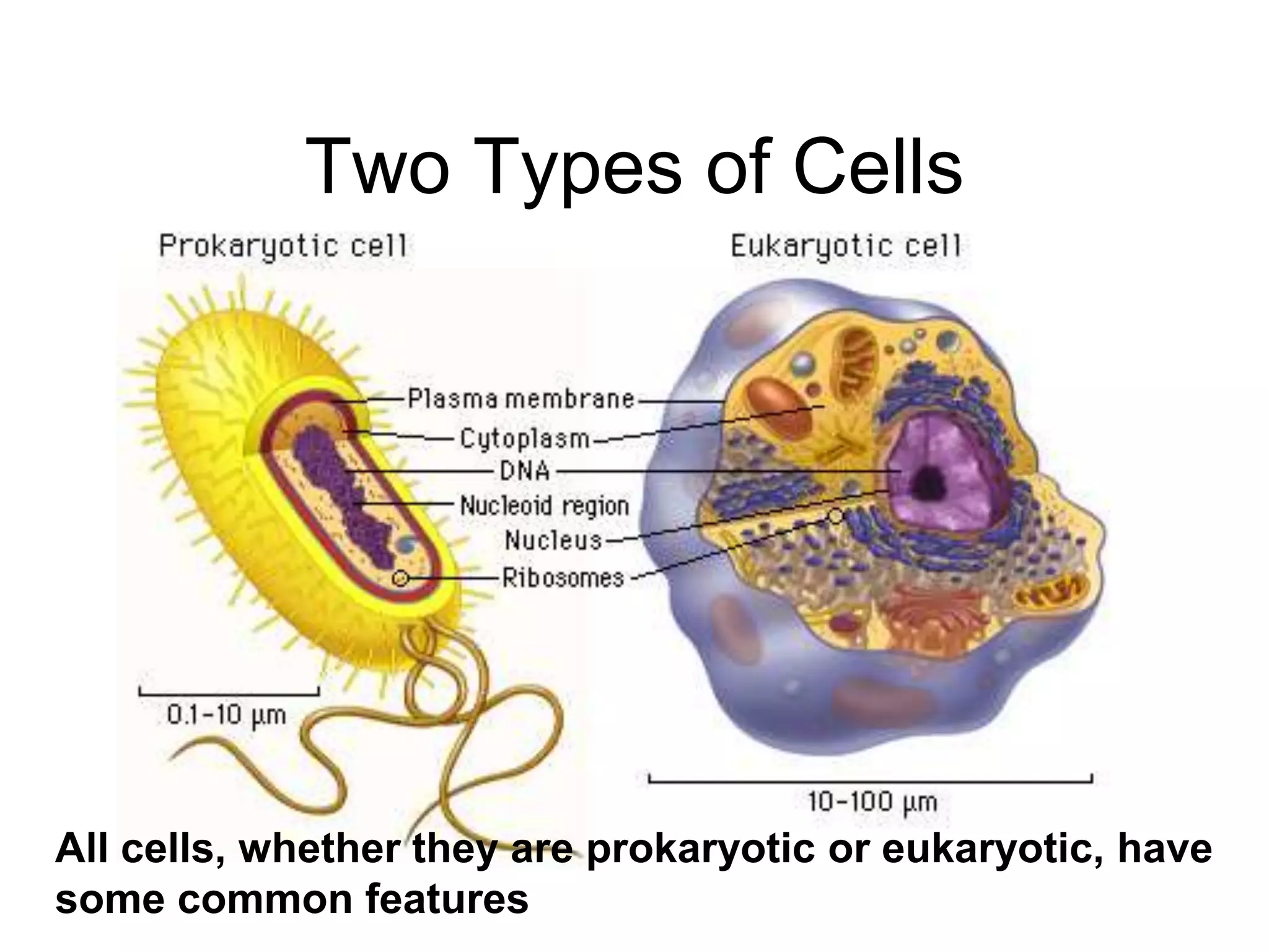 Two Types of Cells
All cells, whether they are prokaryotic or eukaryotic, have
some common features
 