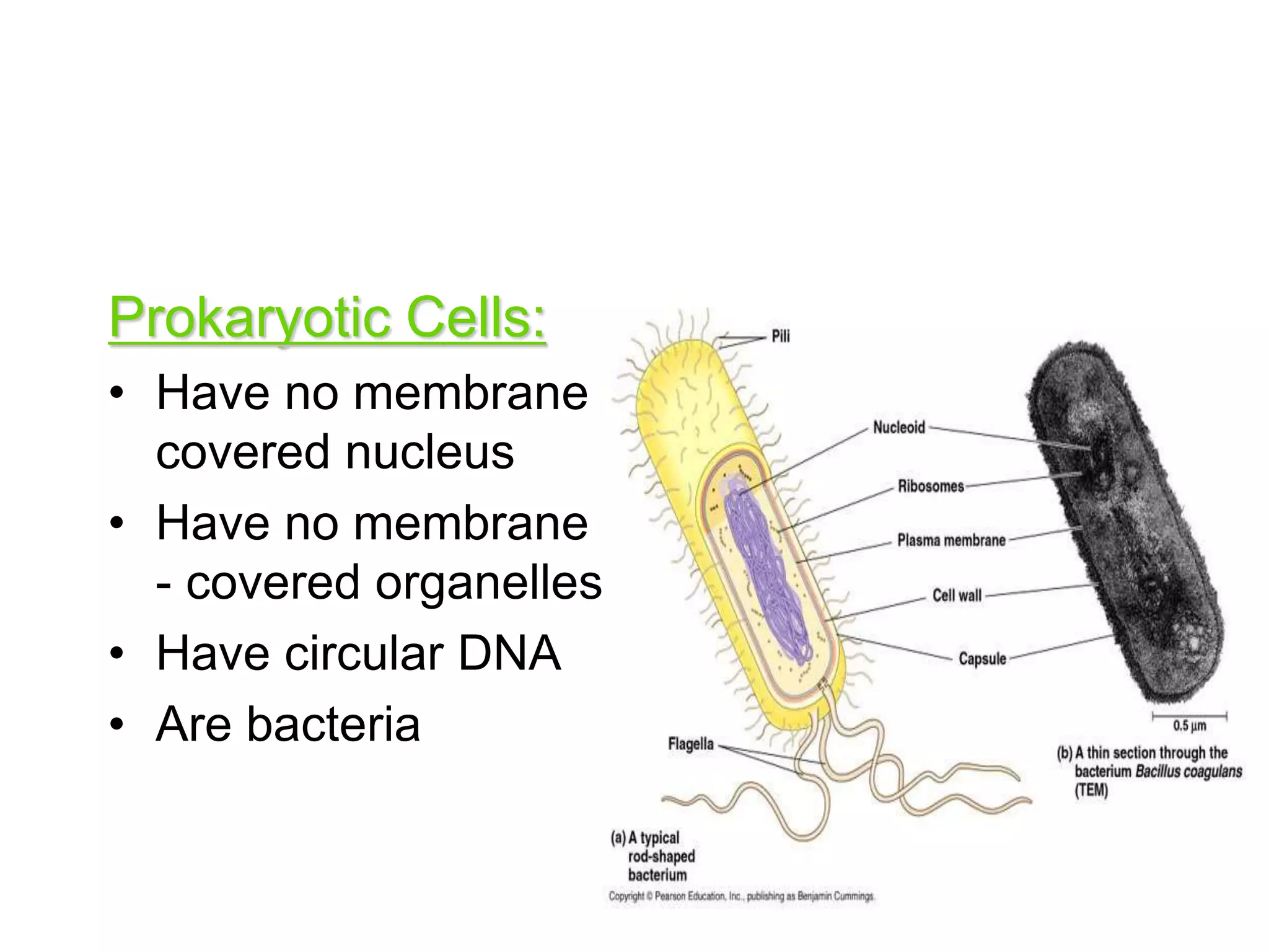 Prokaryotic Cells:
• Have no membrane
covered nucleus
• Have no membrane
- covered organelles
• Have circular DNA
• Are bacteria
 