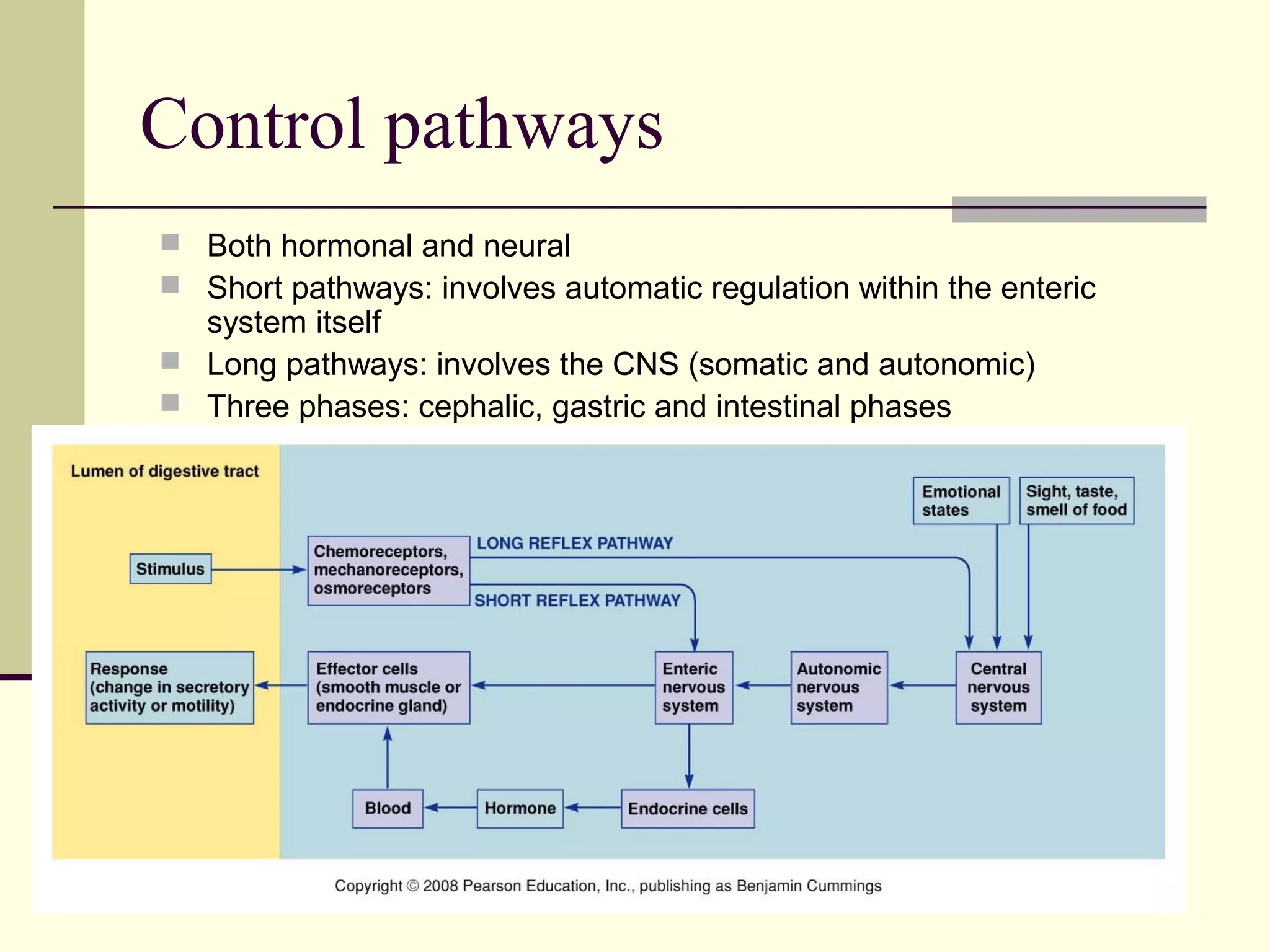 Control pathways
 Both hormonal and neural
 Short pathways: involves automatic regulation within the enteric
  system itself
 Long pathways: involves the CNS (somatic and autonomic)
 Three phases: cephalic, gastric and intestinal phases
 