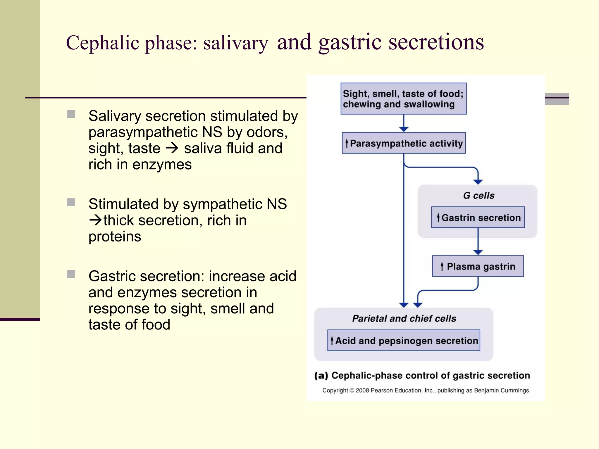 Cephalic phase: salivary and gastric secretions


 Salivary secretion stimulated by
   parasympathetic NS by odors,
   sight, taste  saliva fluid and
   rich in enzymes

 Stimulated by sympathetic NS
   thick secretion, rich in
   proteins

 Gastric secretion: increase acid
   and enzymes secretion in
   response to sight, smell and
   taste of food
 
