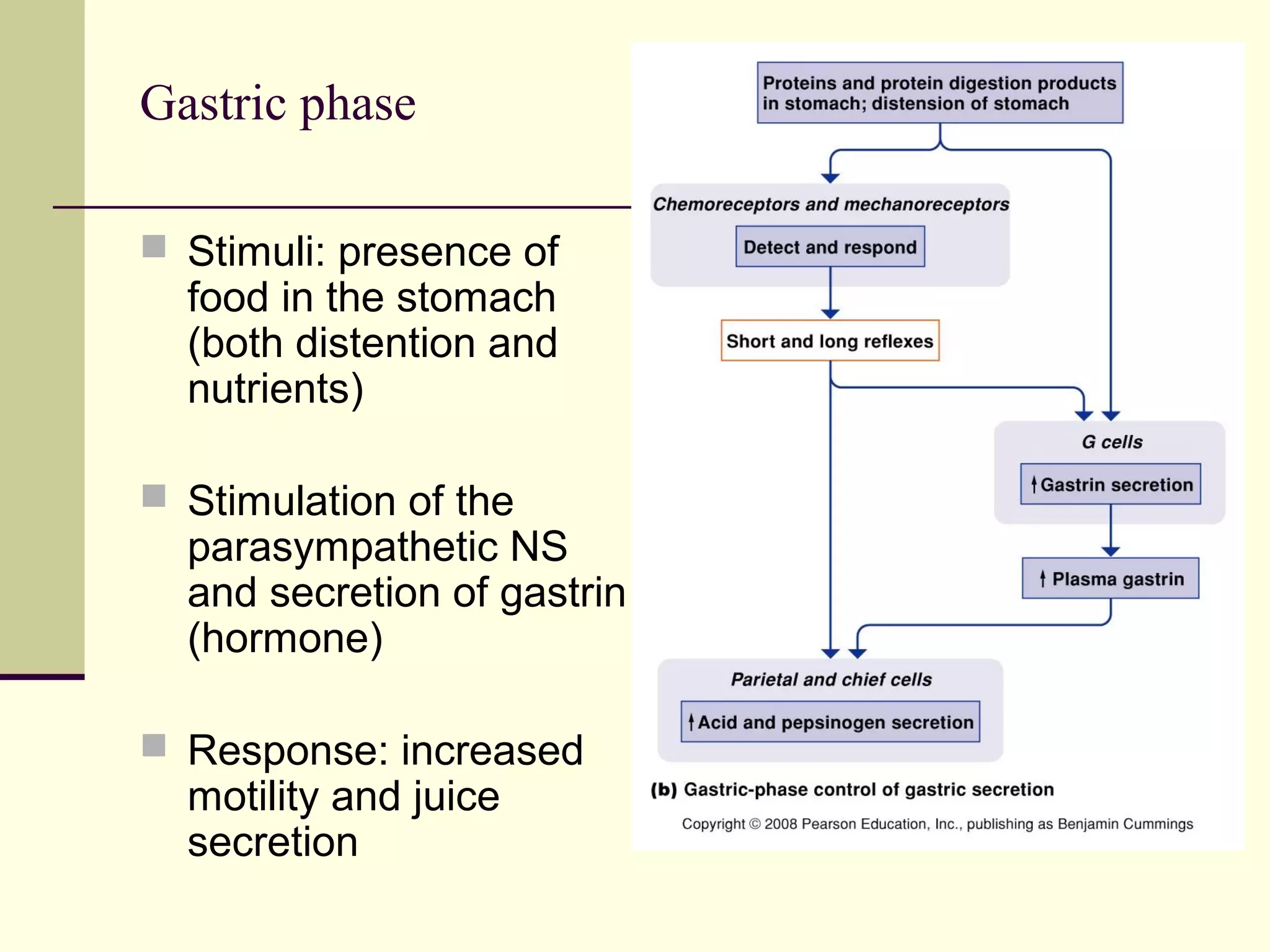 Gastric phase

 Stimuli: presence of
  food in the stomach
  (both distention and
  nutrients)

 Stimulation of the
  parasympathetic NS
  and secretion of gastrin
  (hormone)

 Response: increased
  motility and juice
  secretion
 