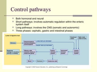 Control pathways
 Both hormonal and neural
 Short pathways: involves automatic regulation within the enteric
  system itself
 Long pathways: involves the CNS (somatic and autonomic)
 Three phases: cephalic, gastric and intestinal phases
 