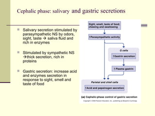 Cephalic phase: salivary and gastric secretions


 Salivary secretion stimulated by
   parasympathetic NS by odors,
   sight, taste  saliva fluid and
   rich in enzymes

 Stimulated by sympathetic NS
   thick secretion, rich in
   proteins

 Gastric secretion: increase acid
   and enzymes secretion in
   response to sight, smell and
   taste of food
 
