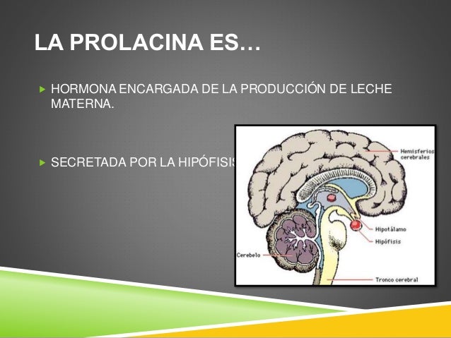 01 paracetamol Prolactina