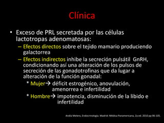 Clínica
• Exceso de PRL secretada por las células
lactotropas adenomatosas:
– Efectos directos sobre el tejido mamario produciendo
galactorrea
– Efectos indirectos inhibe la secreción pulsátil GnRH,
condicionando así una alteración de los pulsos de
secreción de las gonadotrofinas que da lugar a
alteración de la función gonadal:
* Mujer déficit estrogénico, anovulación,
amenorrea e infertilidad
* Hombre impotencia, disminución de la libido e
infertilidad
Andía Melero, Endocrinología. Madrid: Médica Panamericana, 2a ed. 2010 pp 96-105.
 