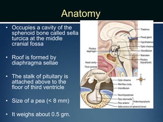 Anatomy
• Occupies a cavity of the
sphenoid bone called sella
turcica at the middle
cranial fossa
• Roof is formed by
diaphragma sellae
• The stalk of pituitary is
attached above to the
floor of third ventricle
• Size of a pea (< 8 mm)
• It weighs about 0.5 gm.
 