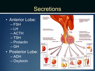 Secretions
• Anterior Lobe:
– FSH
– LH
– ACTH
– TSH
– Prolactin
– GH
• Posterior Lobe:
– ADH
– Oxytocin
 
