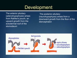 Development
The anterior pituitary
(adenohypophysis) arises
from Rathke's pouch, an
upward growth from the
ectodermal roof of the
stomodeum
The posterior pituitary
(neurohypophysis) arises from a
downward growth from the floor of the
diencephalon
 