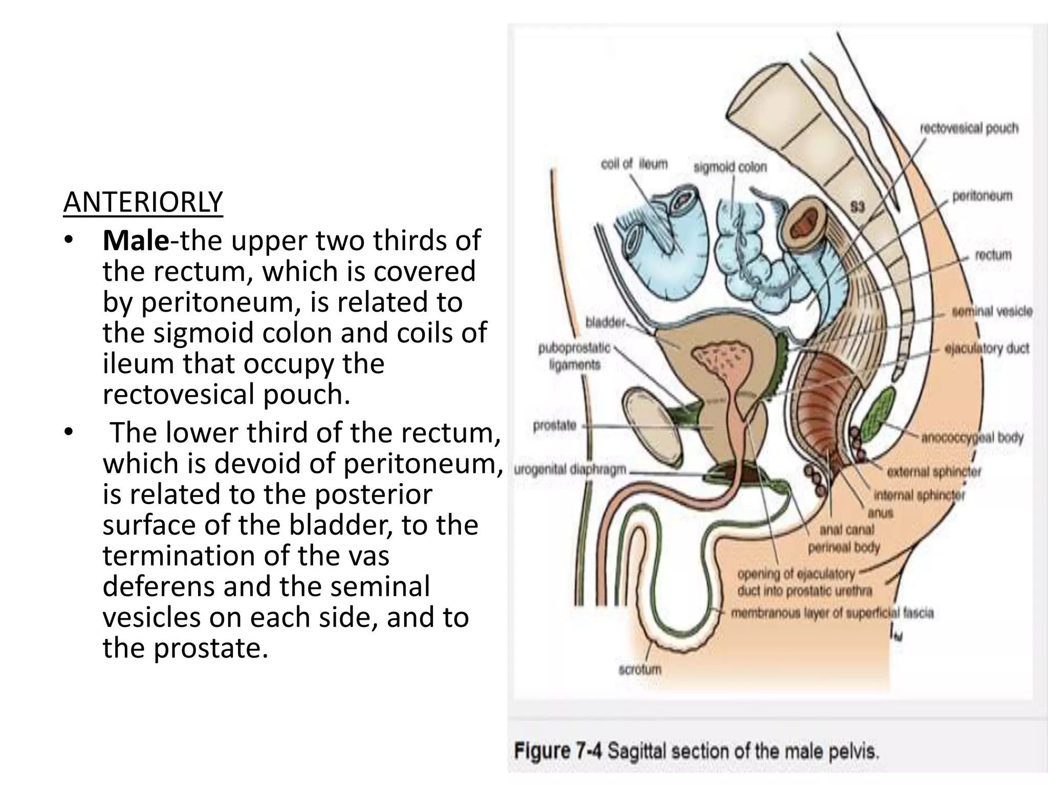 Prolapse rectum | PPTX
